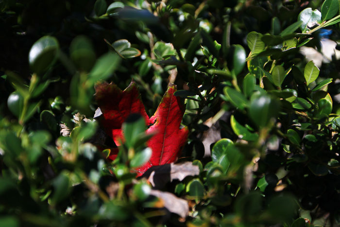 Leaf